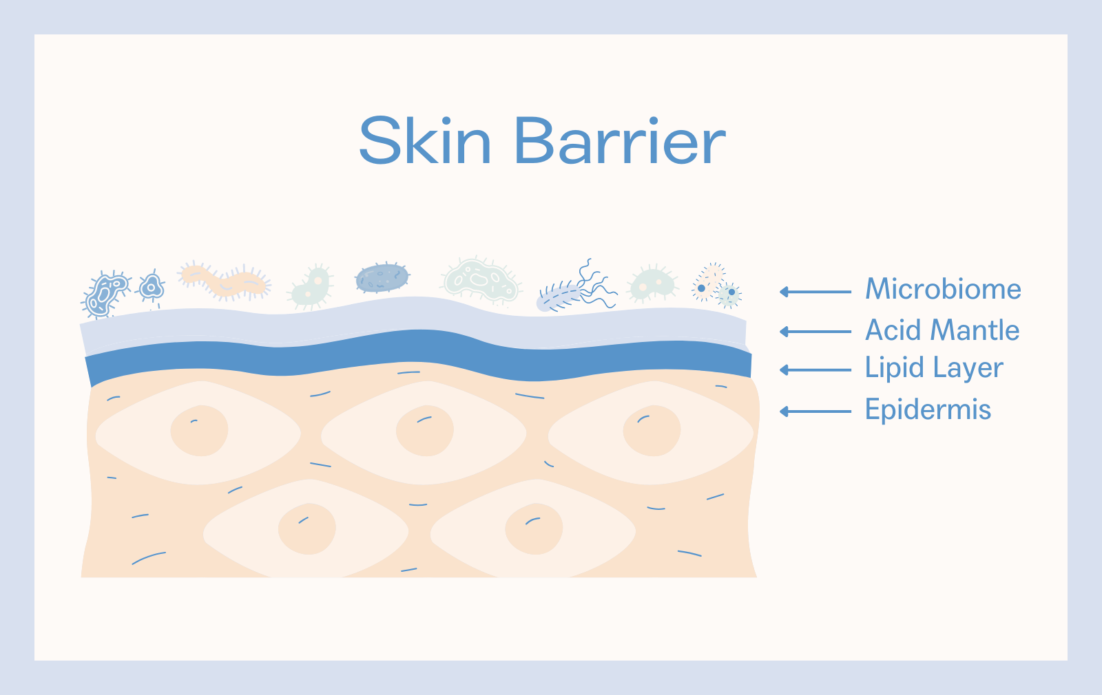 Skin barrier 3